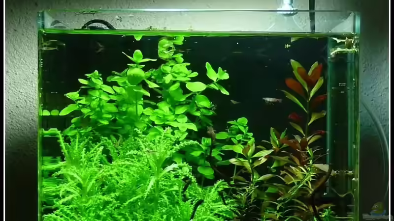 Juli 2009 von *Dominique* (7)