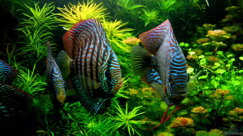 Juli 2010 von @mazonas (59)