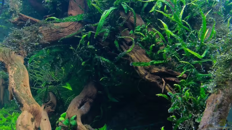 Juli 2012 von disco-d (10)