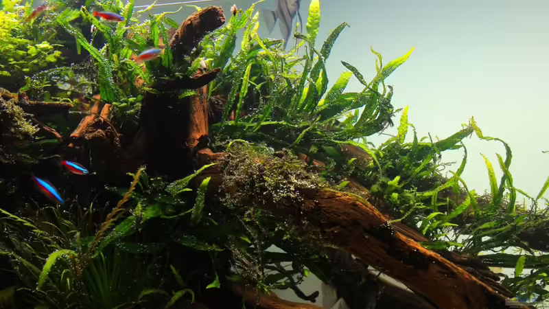 Juli 2012 von disco-d (11)