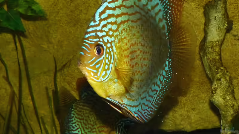 Juli 2014 Disken haben sich ganz gut entwickelt von ~Marco~ (76)