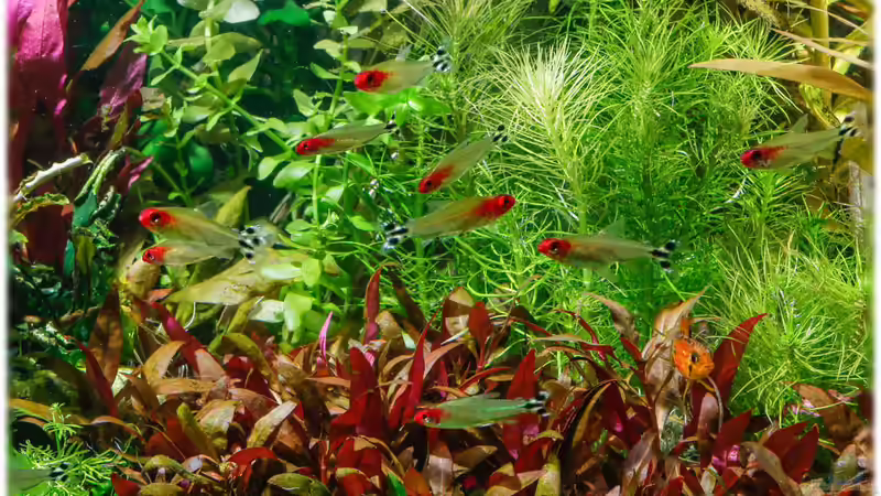 Juli 2014 von Ralf64 (74)