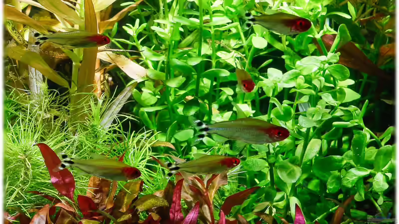 Juli 2014 von Ralf64 (75)