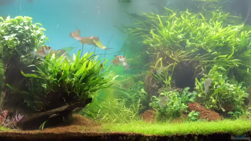 Juli 2015 - nach großzügigem Rückschnitt von c-th (11)