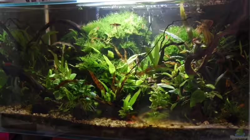 Juli 2015 von Stefan_S (5)