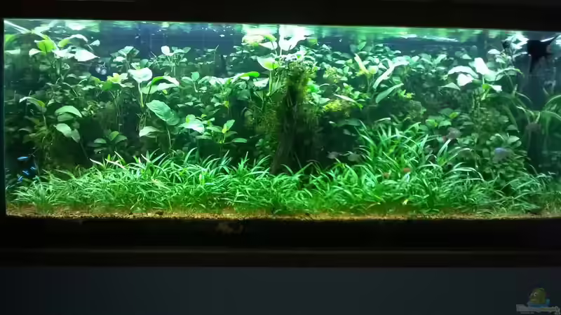 Juli 2015 von Steven Müller (10)