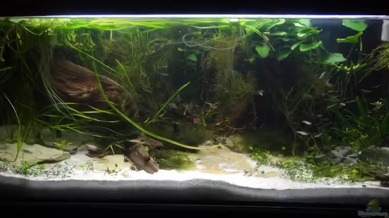 Juli 2016 von paris (8)