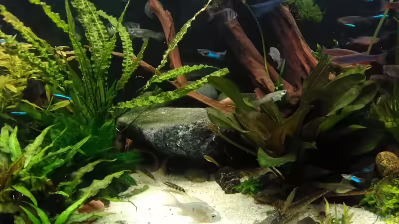 Juli 2017 - unter dem Stein befinden sich 5 große Schmerlenhöhlen - 20 x 5 cm von Grünhexe (150)