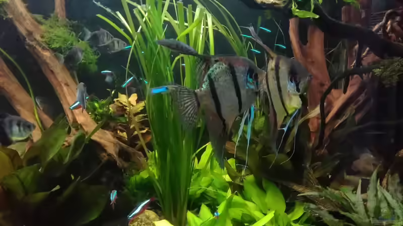 Juli 2017 eines der 2 Männer-Pärchen von Grünhexe (165)