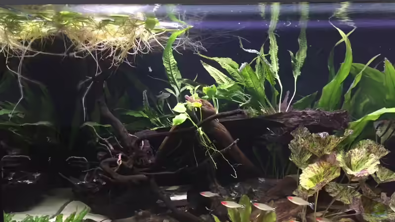 Juli 2017 links von Fäbi_CH (11)