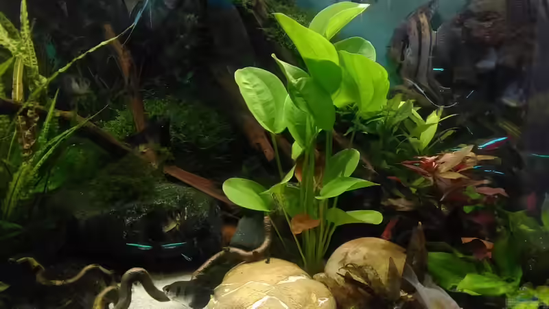 Juli 2017 Mitte  von Grünhexe (64)