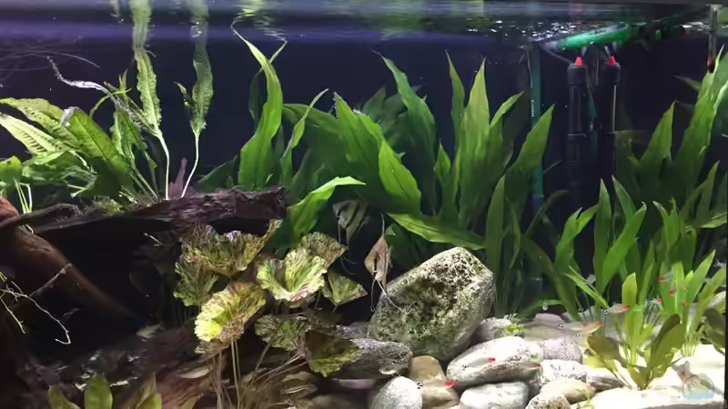 Juli 2017 rechts von Fäbi_CH (12)