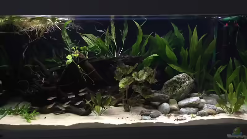 Juli 2017 von Fäbi_CH (10)