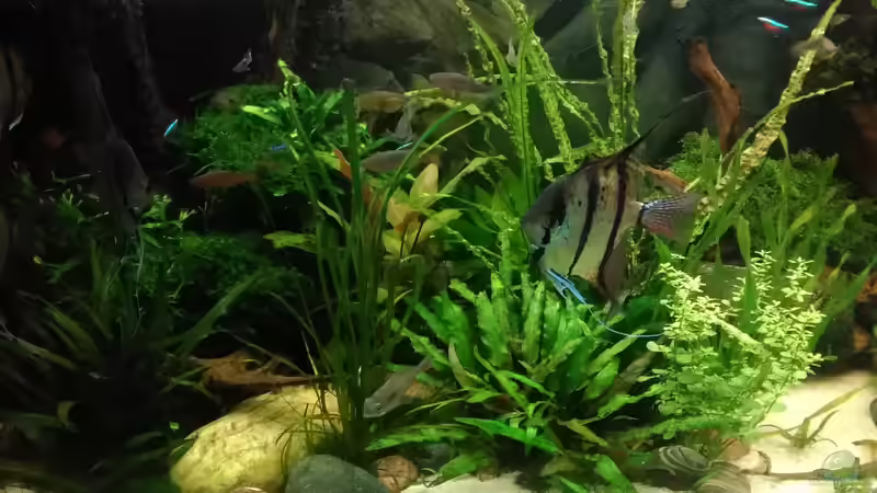 JULI 2017 von Grünhexe (127)