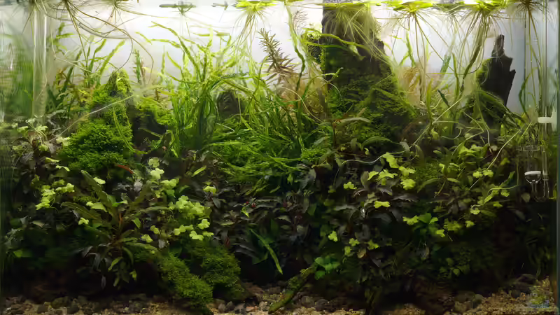 Juli 2017 von Micha... (5)