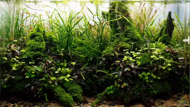 Juli 2017 von Micha... (6)