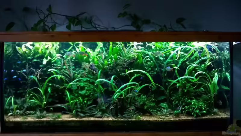 Juli 2017 von Steven Müller (17)