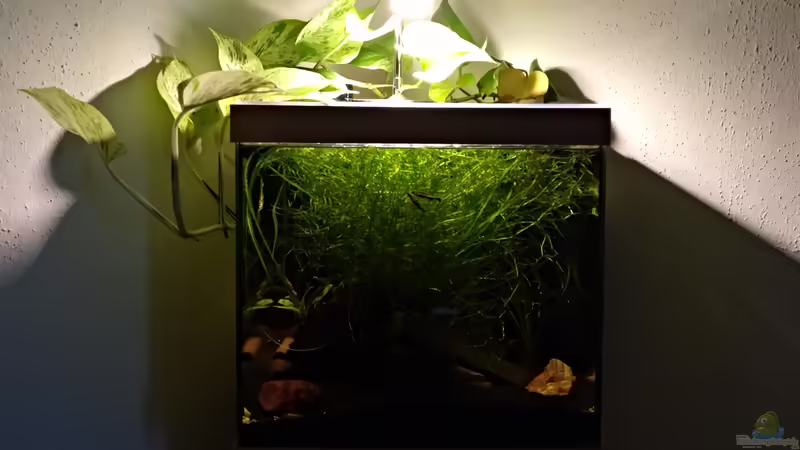 Juli 2018 von Gregor (3)