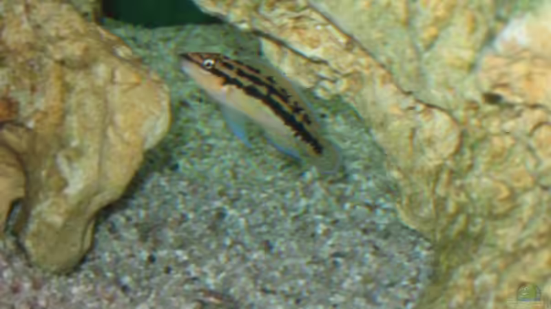 Juli mit Nachwuchs von Anja Hermes (7)