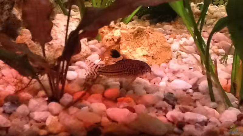 Juli Panzerwels  von Süßwasserpirat (20)