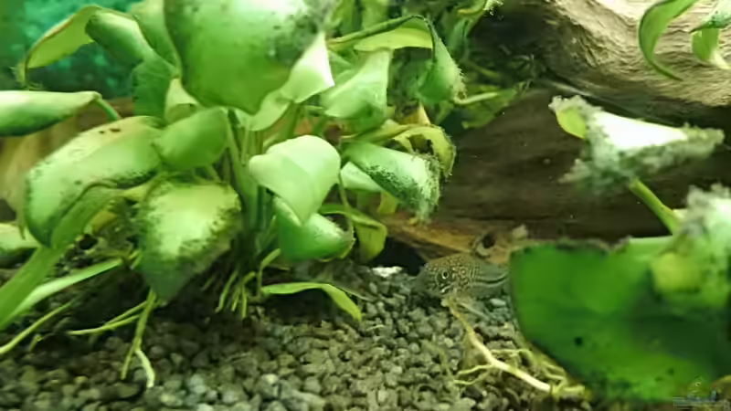 Juli-Panzerwelse nutzen Wurzel als Unterstand von aqua david (24)