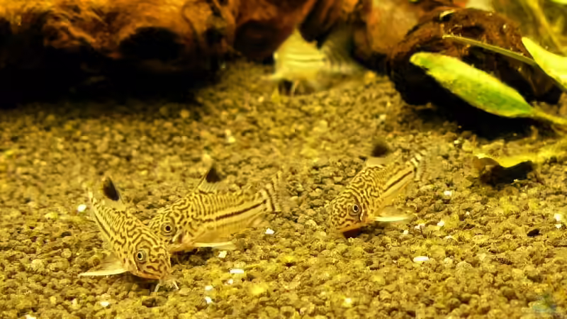 Juli-Panzerwelse von A. G. (14)