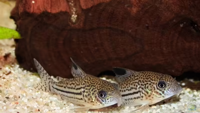 Juli-Panzerwelse von blubba123 (11)