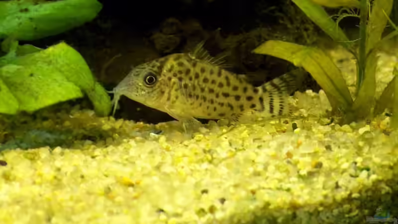 Juli-Panzerwelse von Marcus Voglsinger (7)