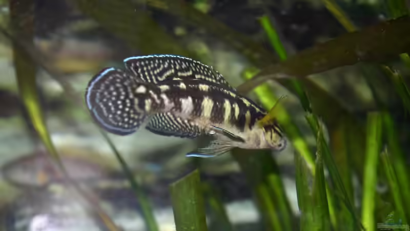 Juli von Ronald Müller (19)