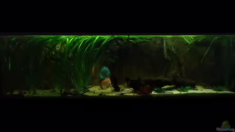 Juli2011 von PH Neutral (9)