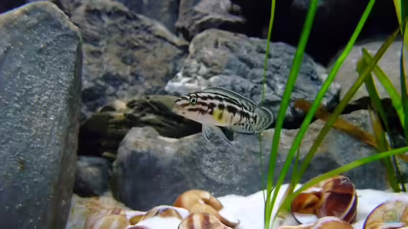 Julidochramis Marlieri  von Trooper (60)