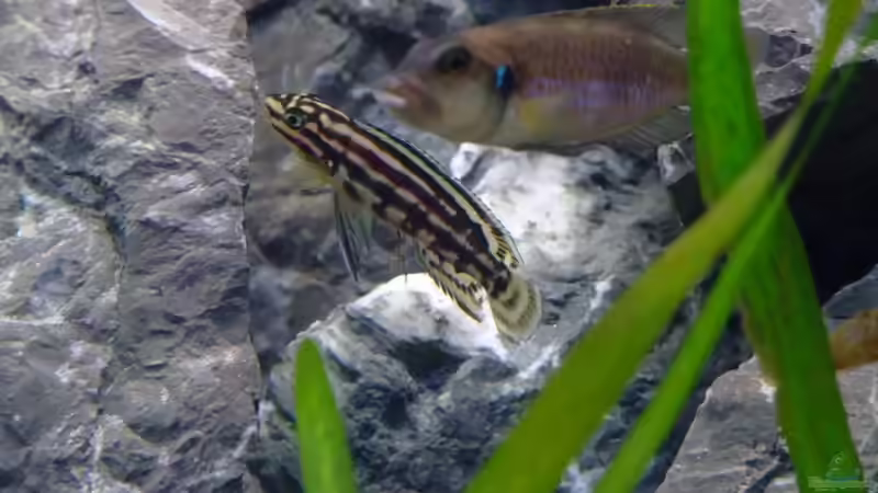 Julidochramis Marlieri und Lamprologus Ocellatus von Trooper (71)