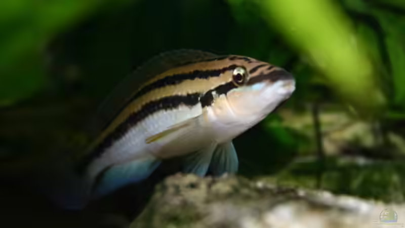 Aquarien mit Julidochromis dickfeldi (Dickfelds Schlankcichlide)