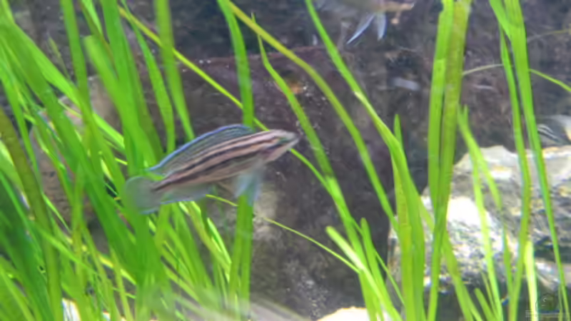 Julidochromis dickfeldi von Frank Muth (3)