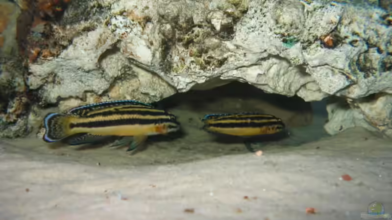 JULIDOCHROMIS DICKFELDI W von Marvin Michel (29)