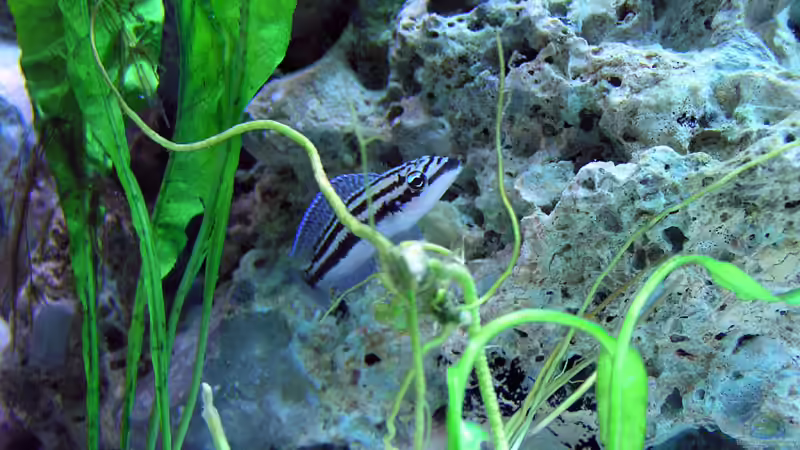 Aquarien mit Julidochromis dickfeldi (Dickfelds Schlankcichlide)