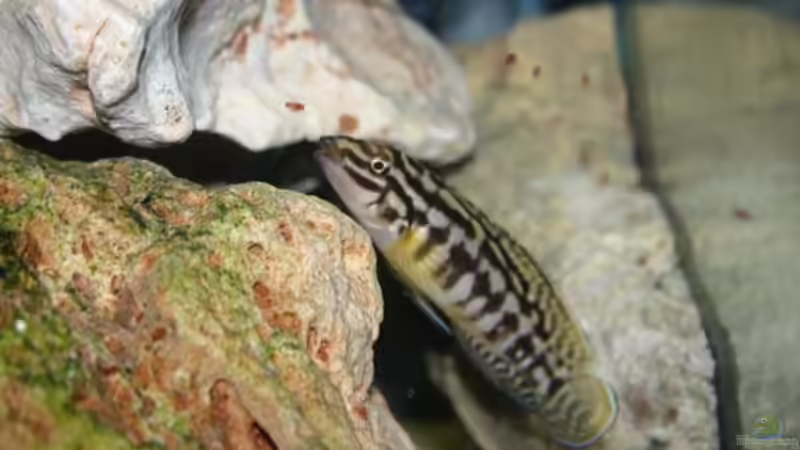 Julidochromis maleri neues Bild von Christoph Klaus (8)