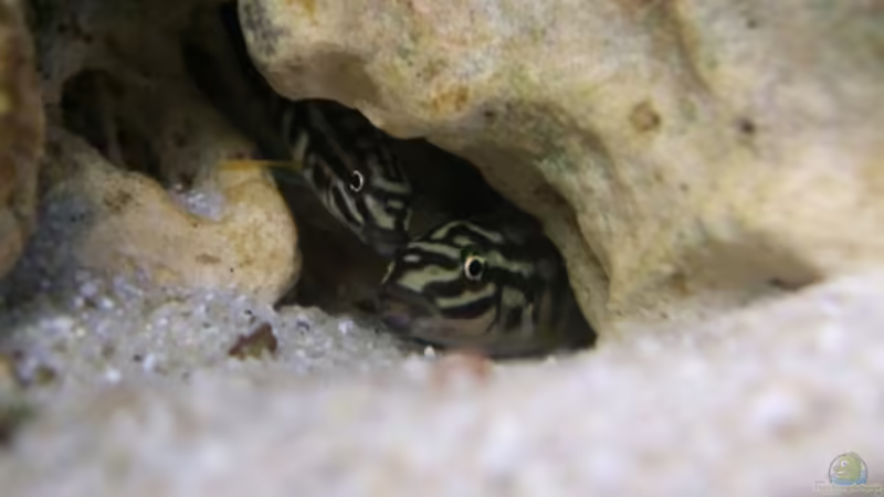 Julidochromis maleri von Christoph Klaus (6)