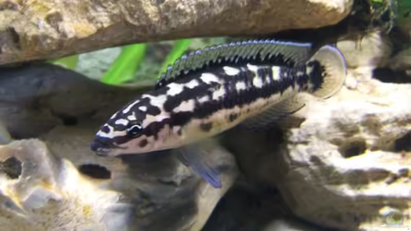 Julidochromis maleri von Christoph Klaus (6)