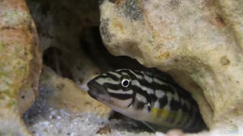 Julidochromis maleri von Christoph Klaus (7)