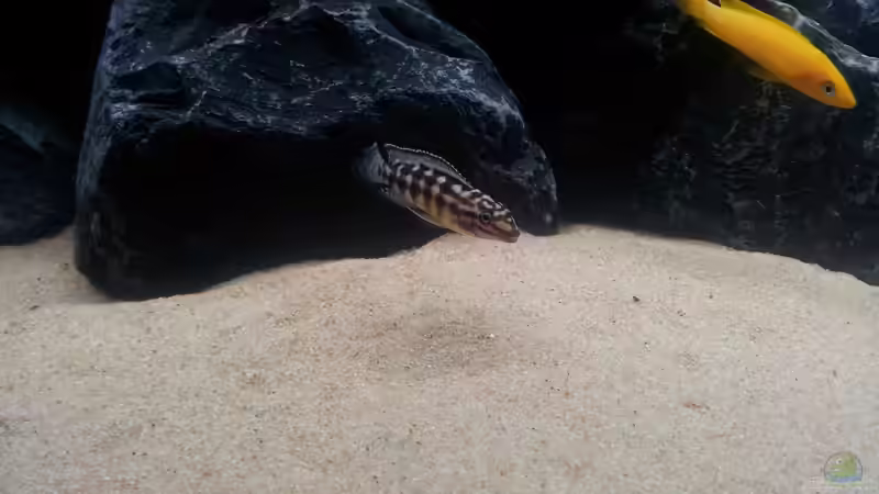 Julidochromis marlieri, Neolamprologus leleupi von Labson (4)