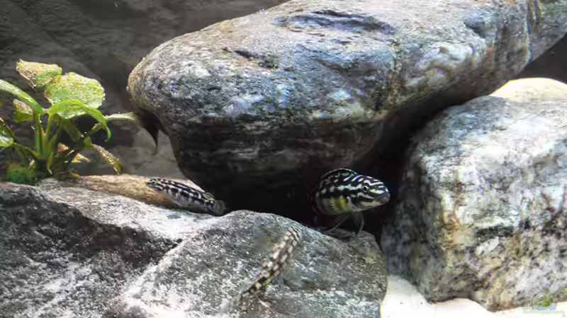 Julidochromis marlieri  von Oliver Vieth (8)