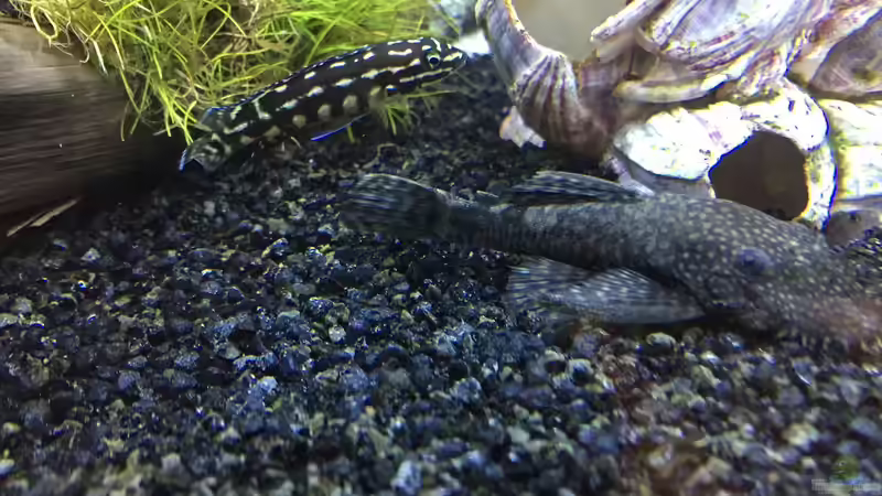 Julidochromis marlieri & Ancistrus spec. von Aqua-Jonas (8)