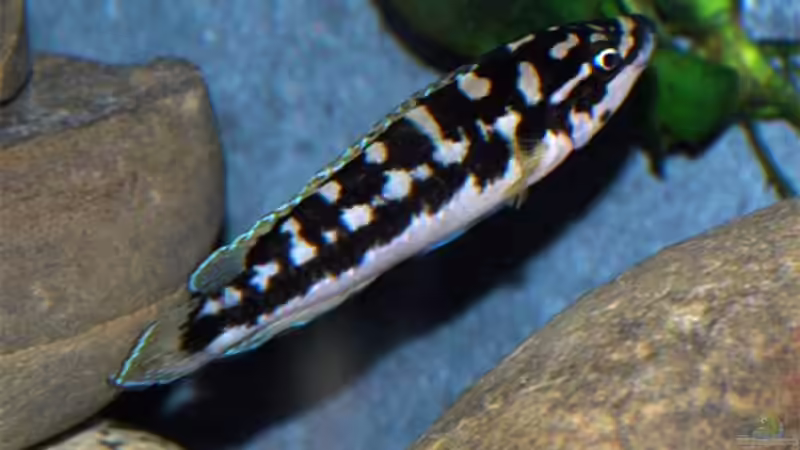 Julidochromis marlieri ´Katoto´ (?) von Volker Hebestreit (13)