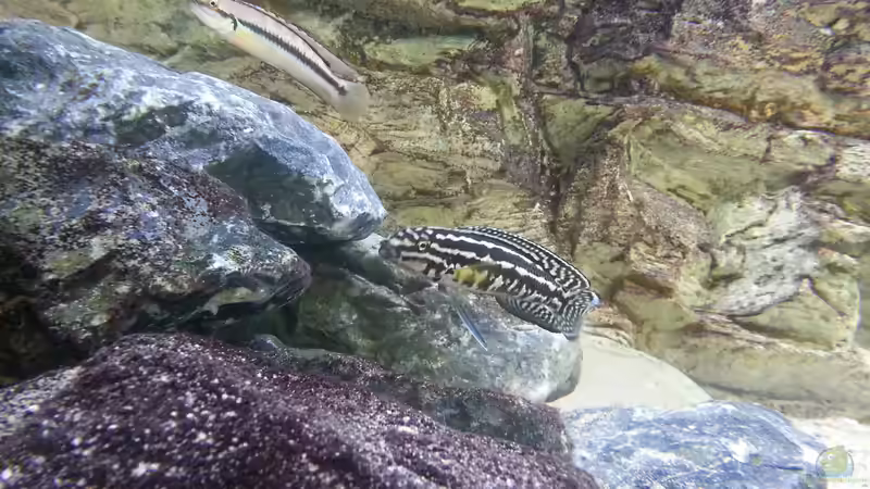 Julidochromis marlieri ???Magara´  von Bitman (33)