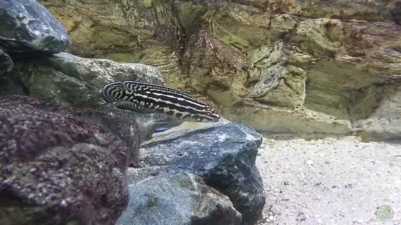 Julidochromis marlieri ???Magara´  von Bitman (34)