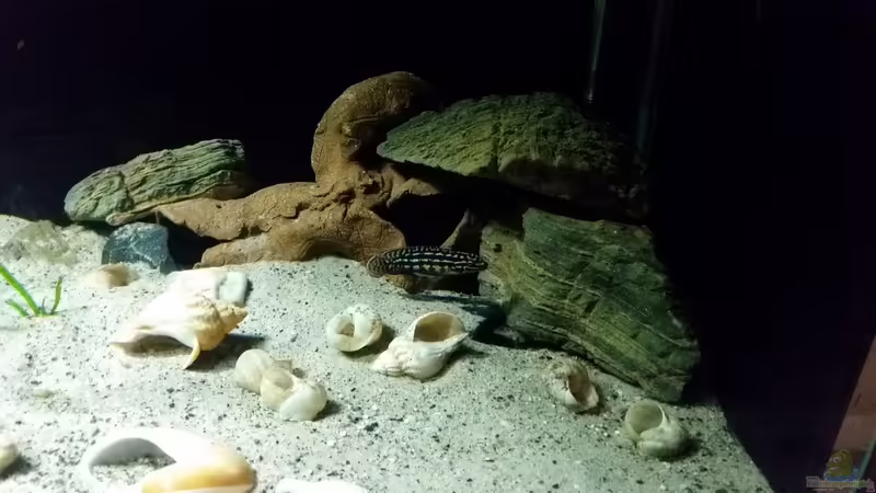 Julidochromis marlieri Magara von Bitman (19)