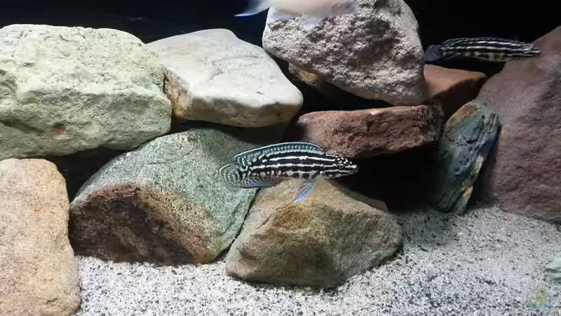 Julidochromis marlieri Magara von Bitman (21)