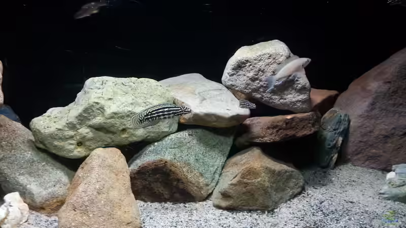 Julidochromis marlieri Magara von Bitman (23)