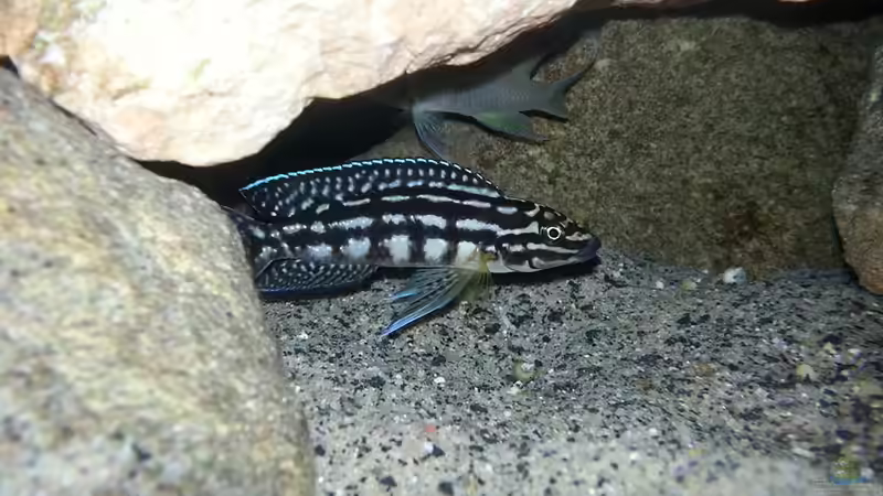 Aquarien mit Julidochromis marlieri (Schachbrett-Schlankcichlide)